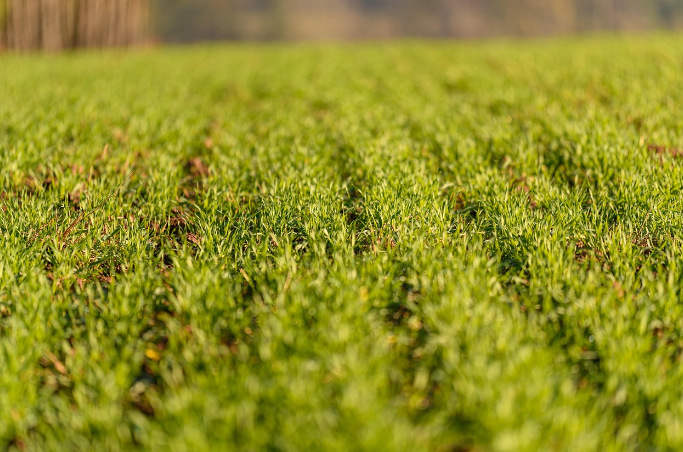 Waldeck Farming Co. Ltd